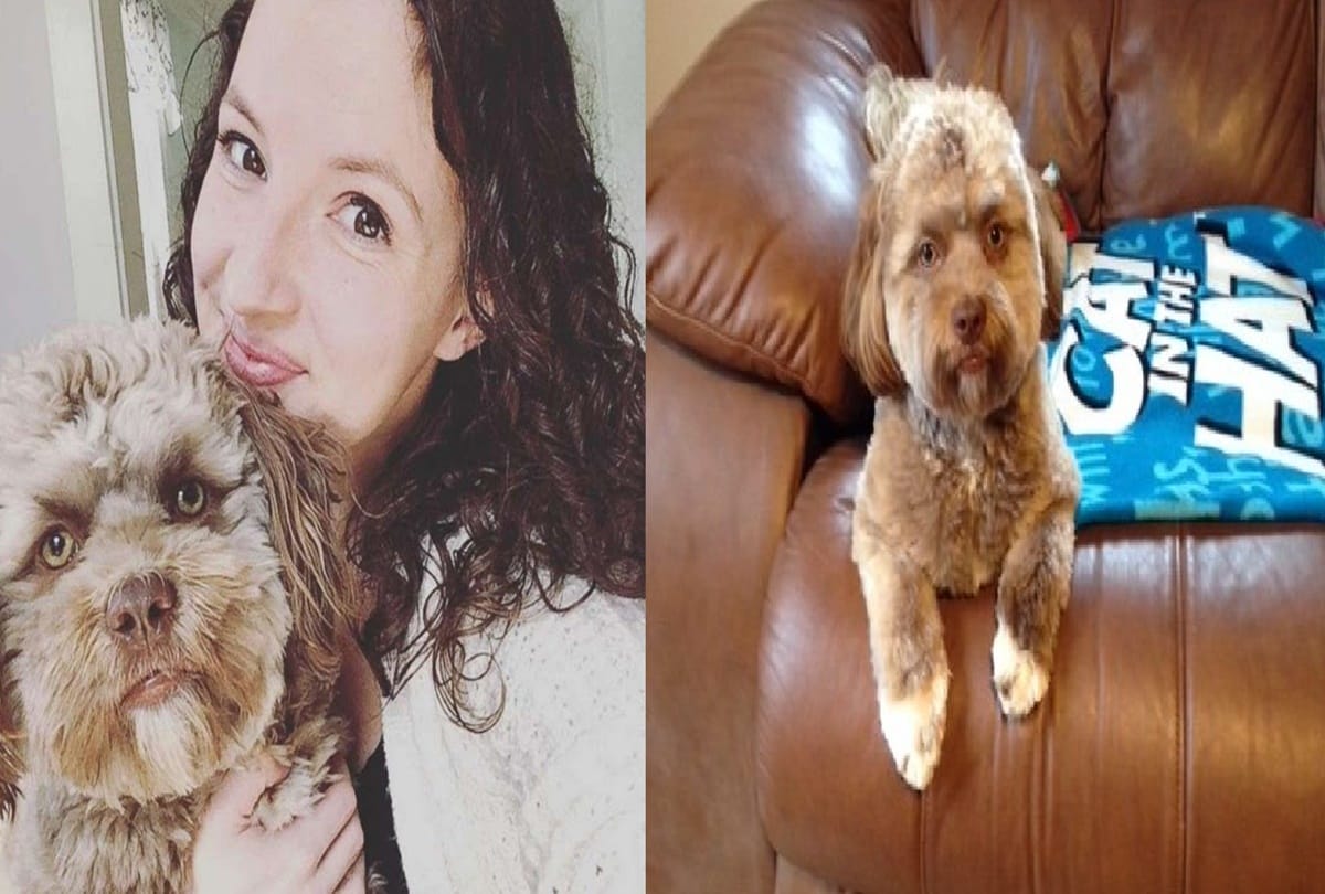 dog with a human looking face goes viral on social media