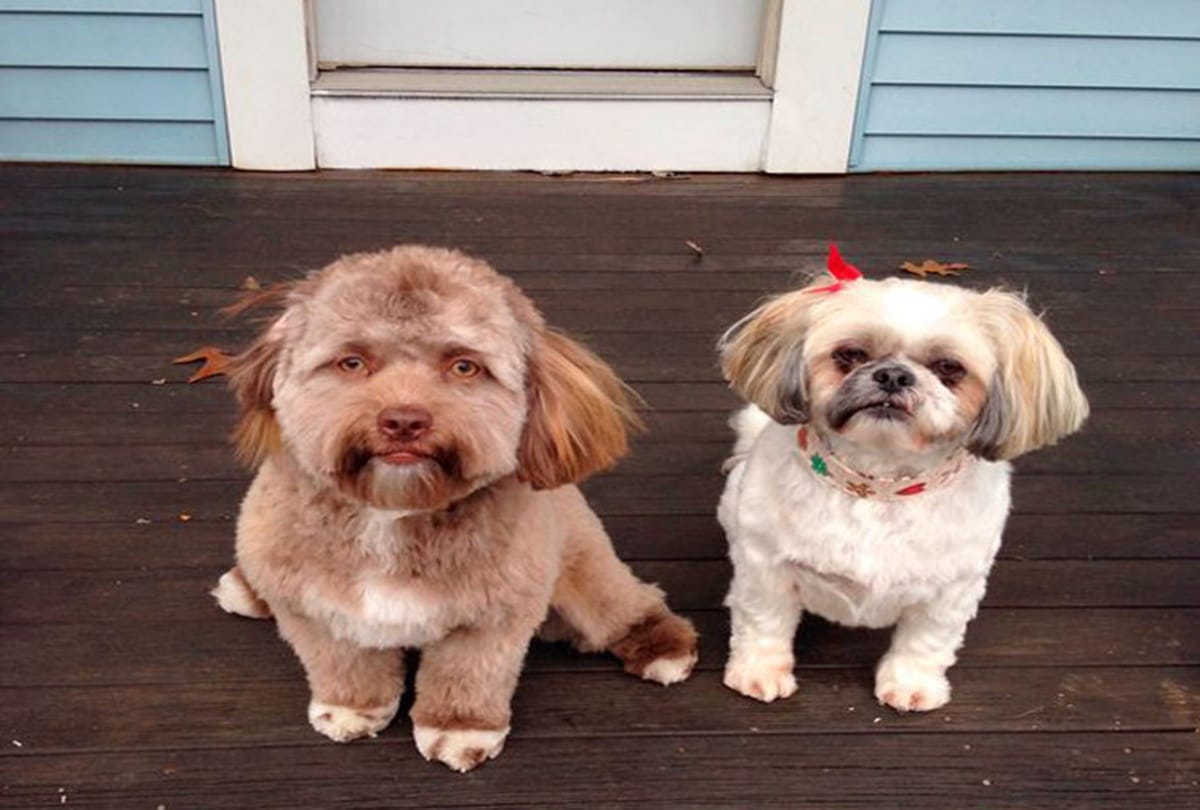 dog with a human looking face goes viral on social media