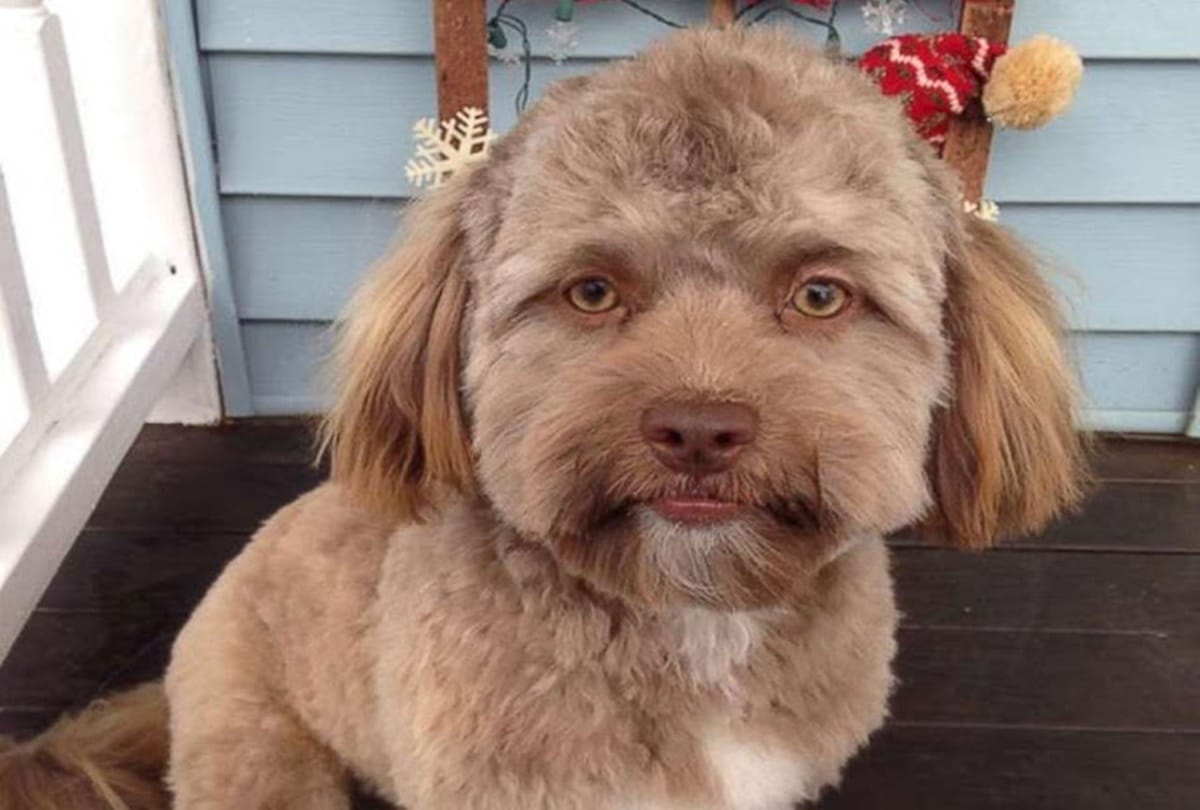 dog with a human looking face goes viral on social media