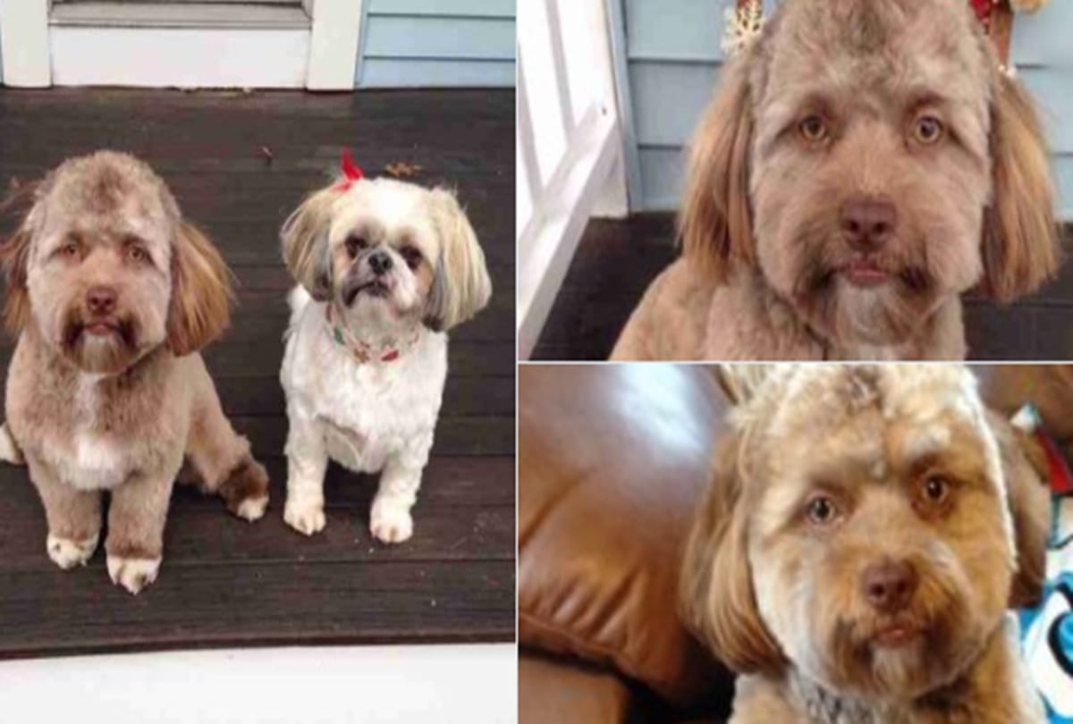 dog with a human looking face goes viral on social media