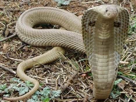 Nagin took revenge death of Naag in uttarakhand