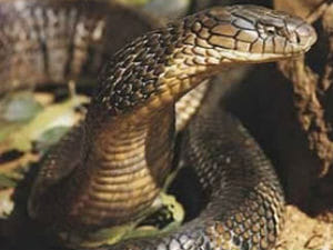 Nagin took revenge death of Naag in uttarakhand