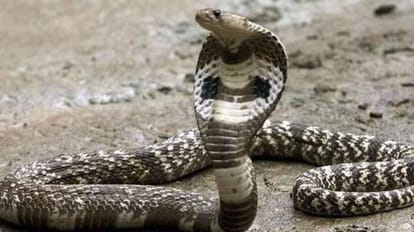 Nagin took revenge death of Naag in uttarakhand
