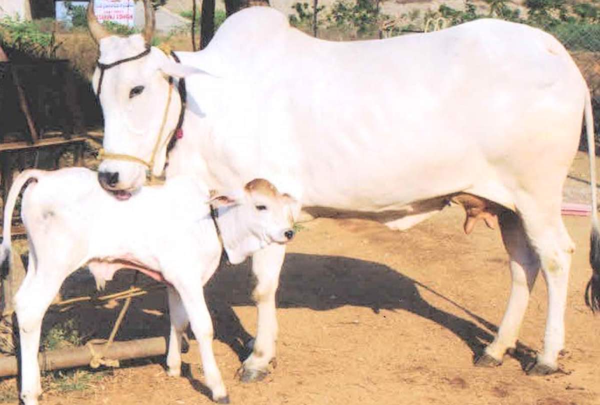 know cow related best astro and vastu tips for good luck