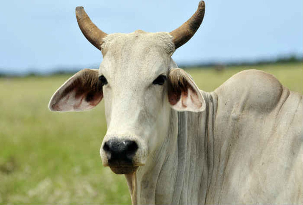 Efforts to burn cows alive