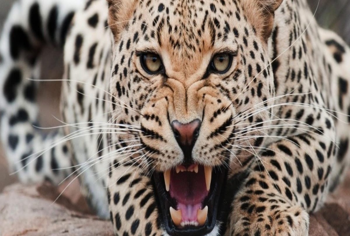 child attacked by a leopard outside house and taken away in Kanlog shimla himachal
