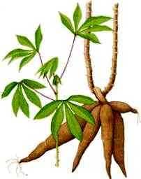 do you know how sabundana is produced 