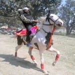 horse
