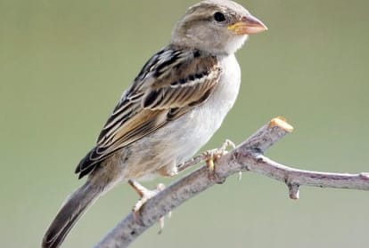 World Sparrow Day: मेरठ में 12 वर्षों से गौरैया बचाने की मुहिम चला रहे एनएएस के शिक्षक, रंग ला रहा प्रयास World Sparrow Day: NAS teachers have been running a campaign to save sparrows for 12 years