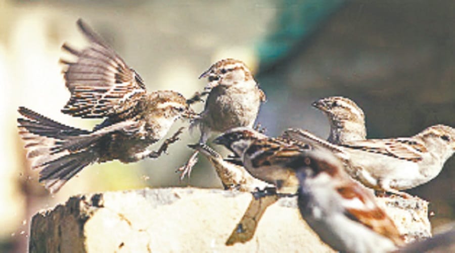 sparrow's family is ending, experts reported this reason