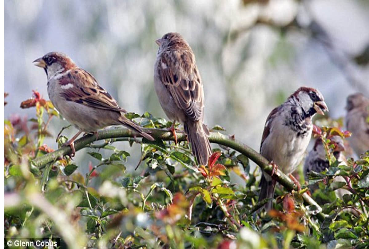 World sparrow day special