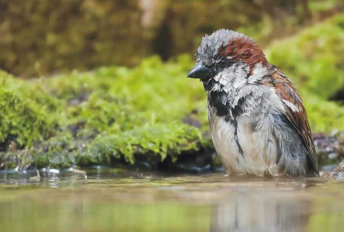 World sparrow day special