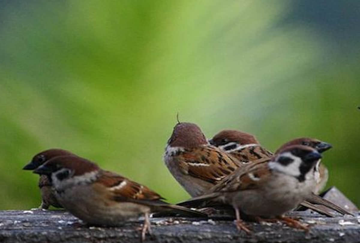 World sparrow day special