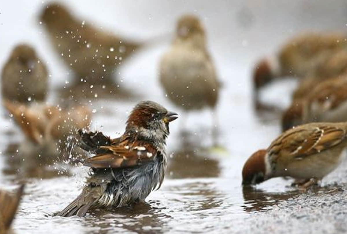 World sparrow day special