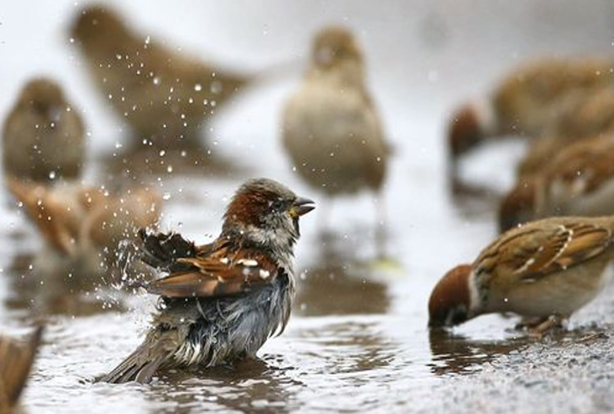 World sparrow day special