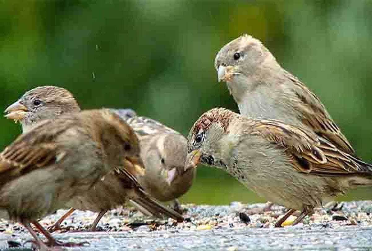 Gauraiya are going extinct