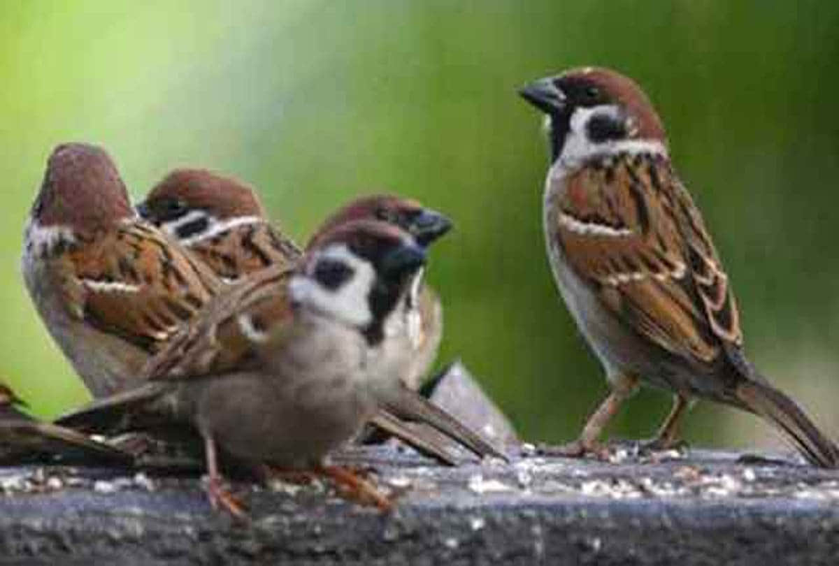 Gauraiya are going extinct