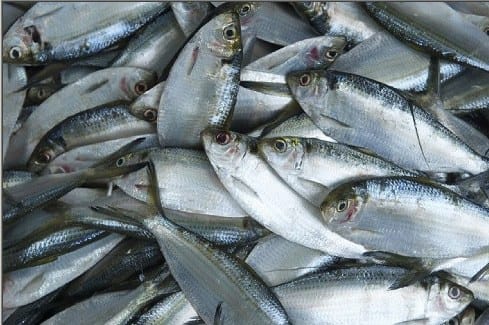 Thai Mangur fish increaes in ponds