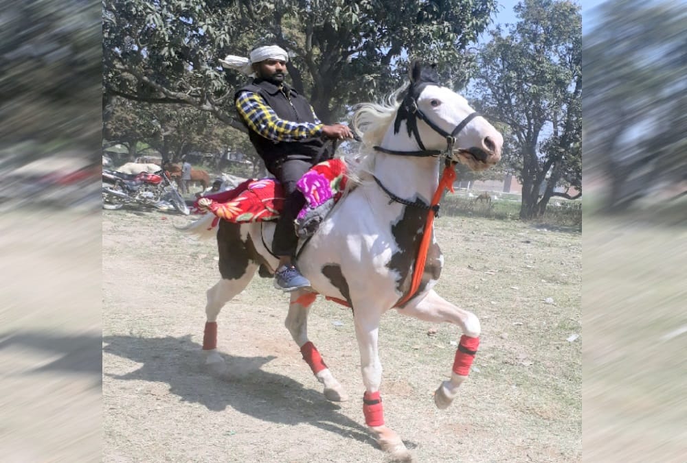 This horse is expensive from Mercedes car