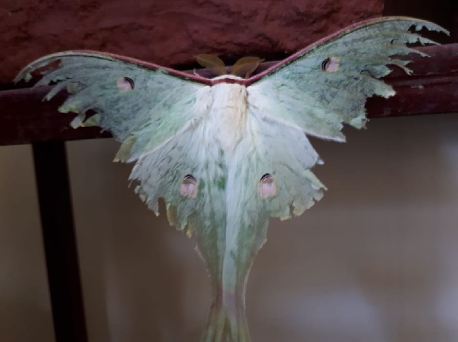 Rare creature Indian Luna moth found in Bhimtal uttarakhand