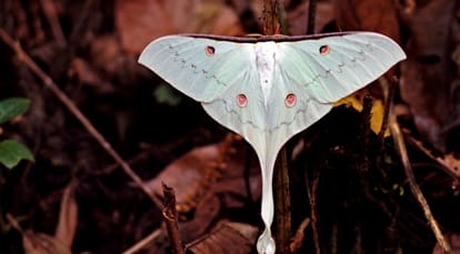 Rare creature Indian Luna moth found in Bhimtal uttarakhand