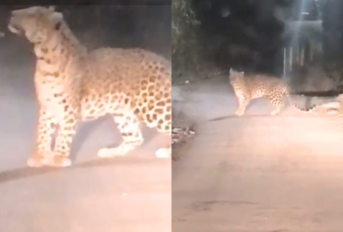 leopard keep roaring in front of car at shimla
