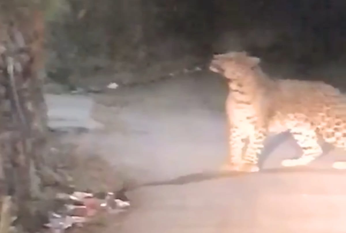 leopard cub enter in house at bhimtal