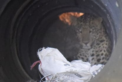leopard panic in in lucknow.