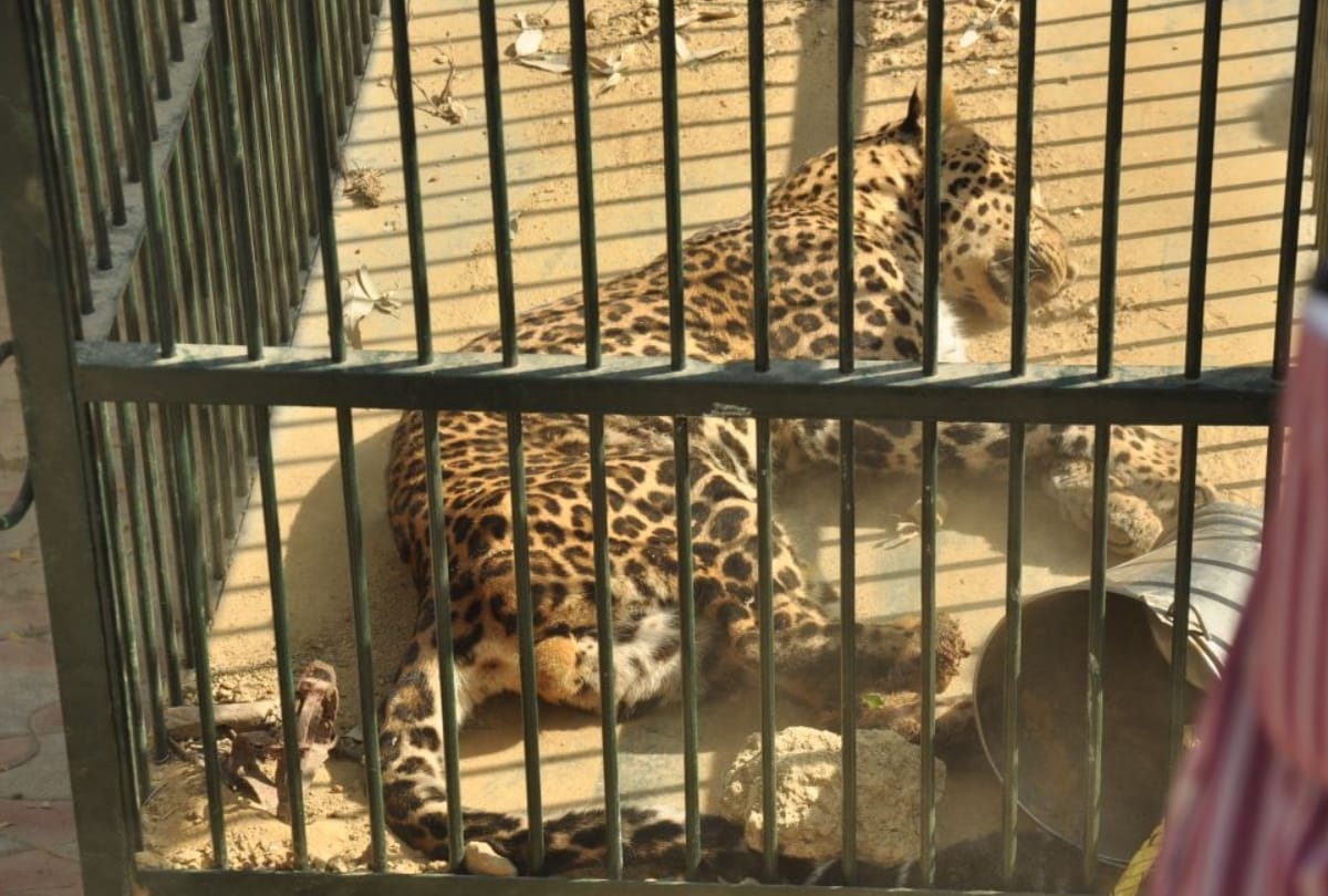 wild leopard enter in haridwar ashram