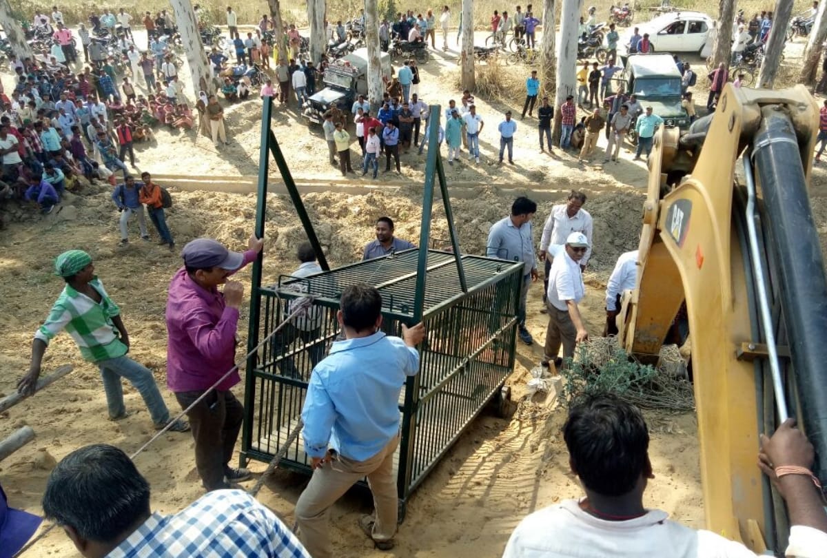 leopard caught after 24 hours