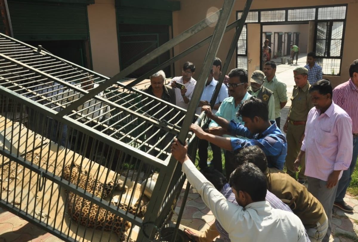 leopard caught after 24 hours