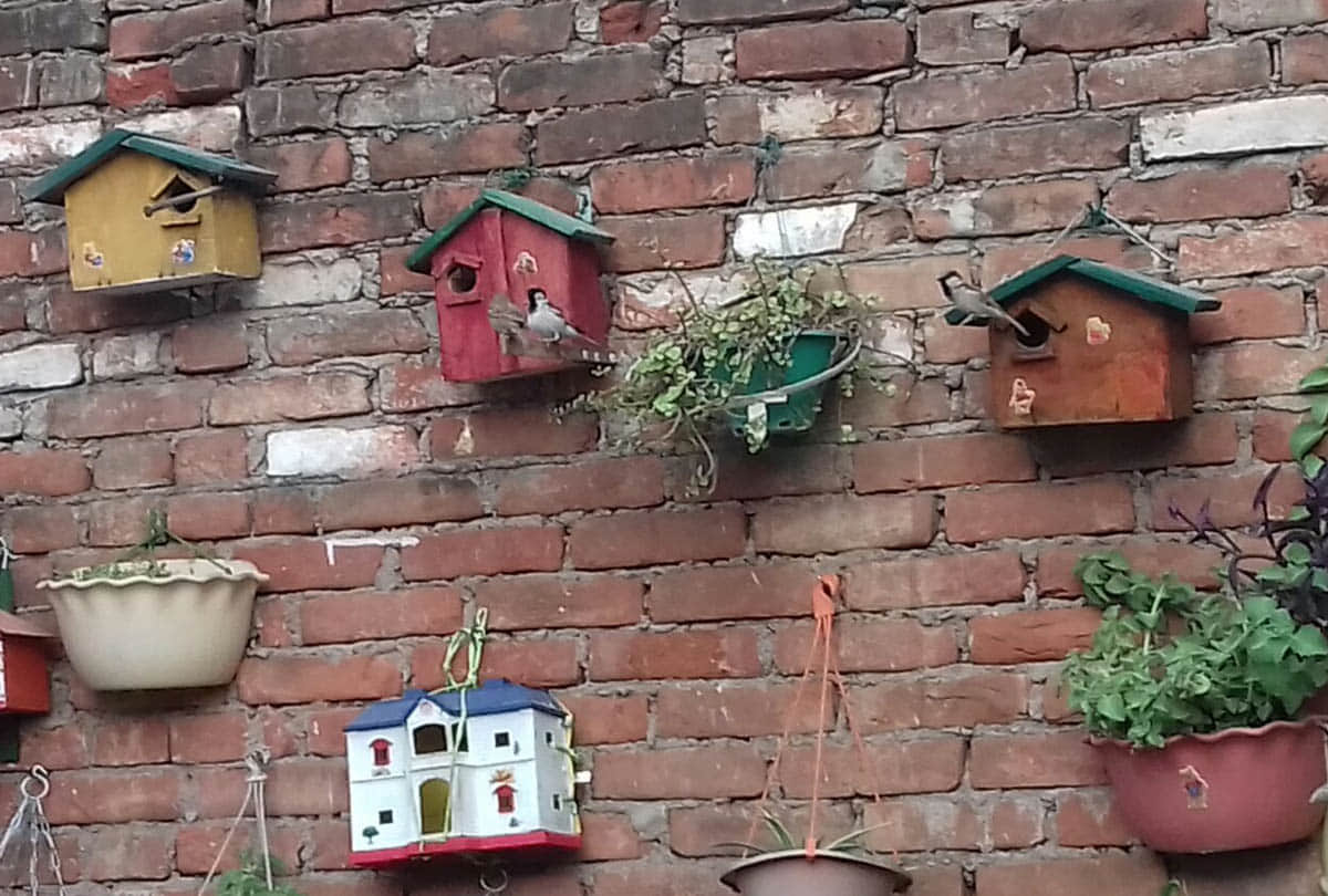 Gauraiya are going extinct