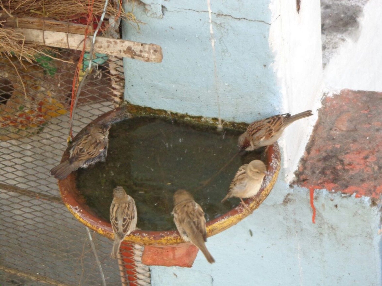 Jammu-Kashmir: Goureya's are not seen and heard in duggar pradesh anymore
