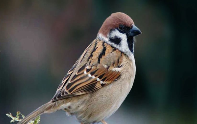 agra sparrow has increased in chambal