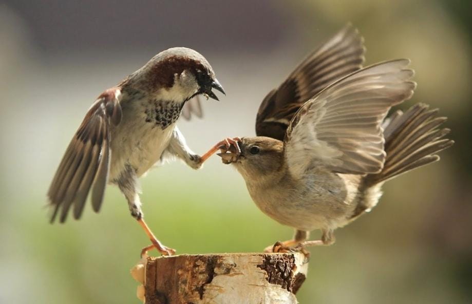 agra sparrow has increased in chambal