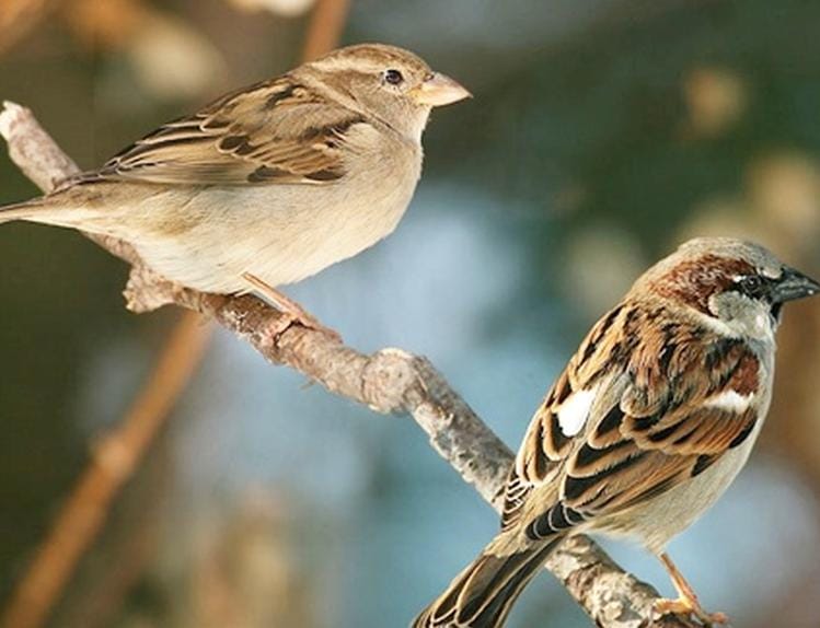 agra sparrow has increased in chambal