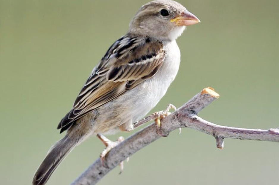 agra sparrow has increased in chambal