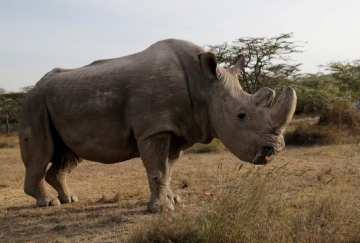 Last male northern white rhino sudan died in kenya