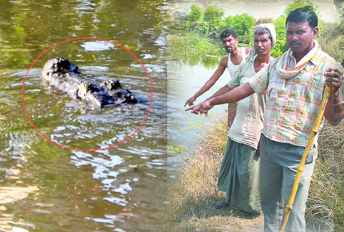 Crocodiles roaming in Sewer