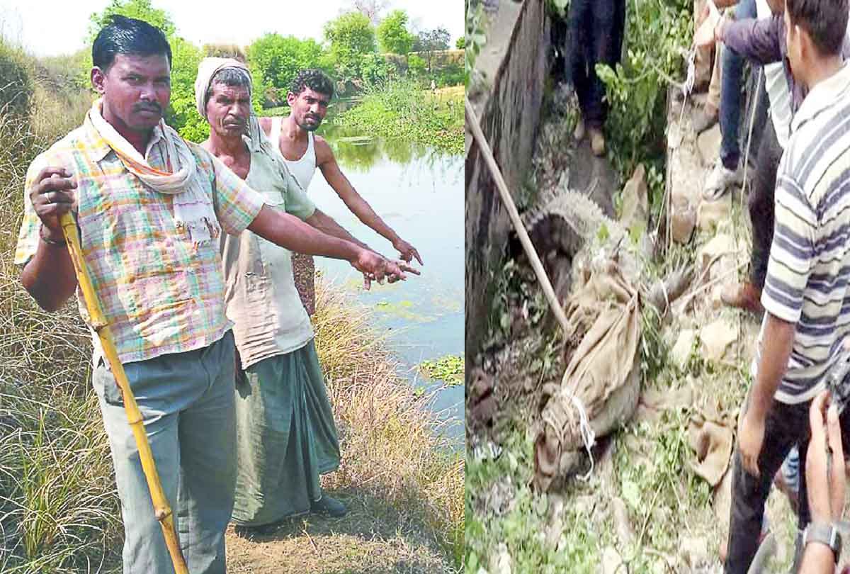 Crocodiles roaming in Sewer