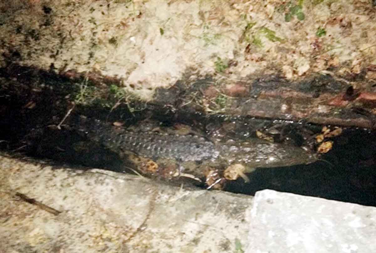 Crocodiles roaming in Sewer