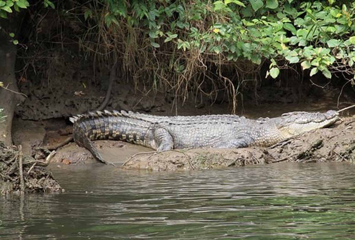 Crocodiles roaming in Sewer
