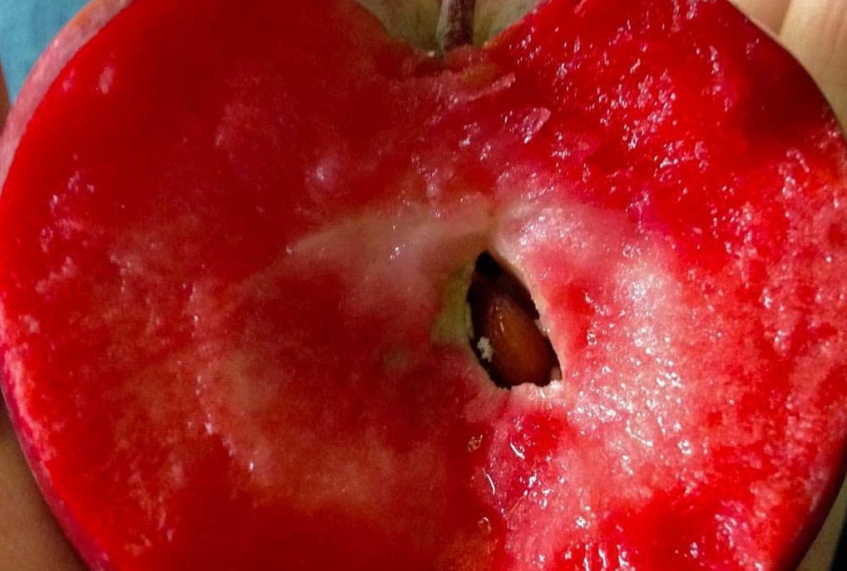 Red love apple farming in himachal pradesh