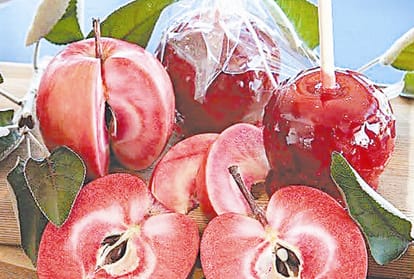 Red love apple farming in himachal pradesh
