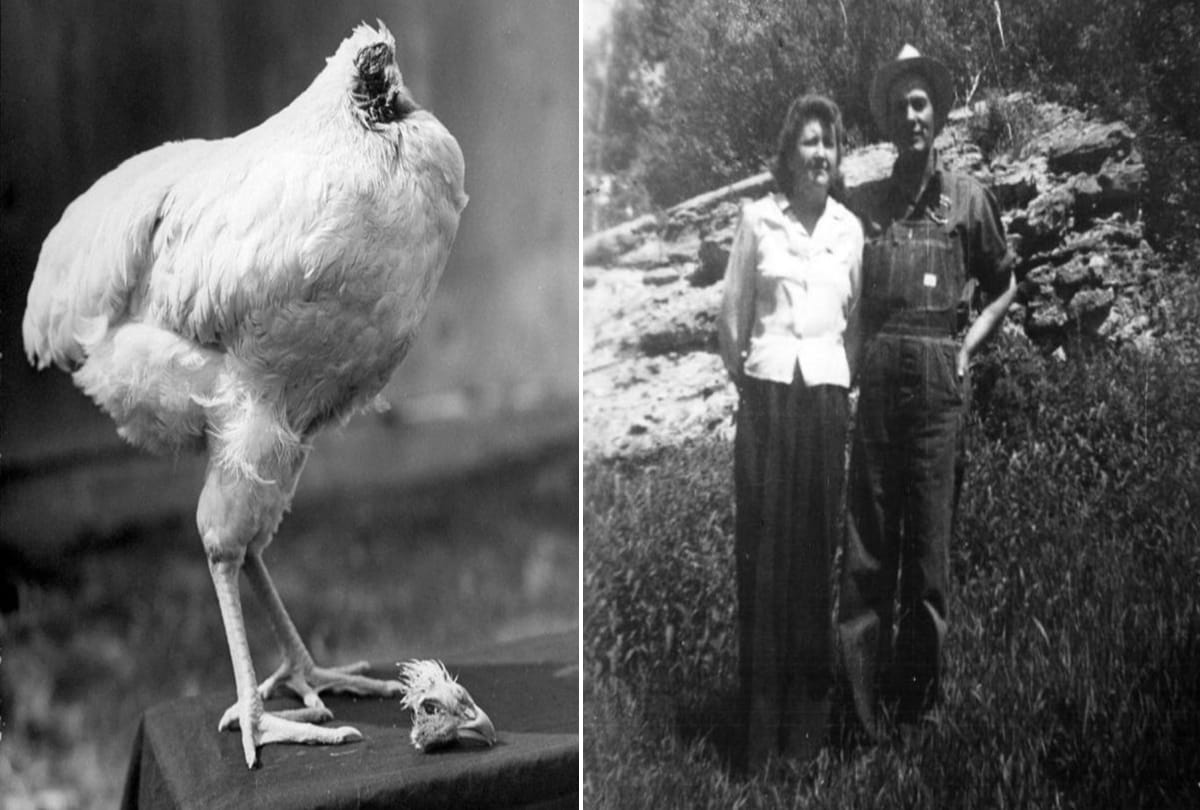 The headless chicken lived without head since one and half year