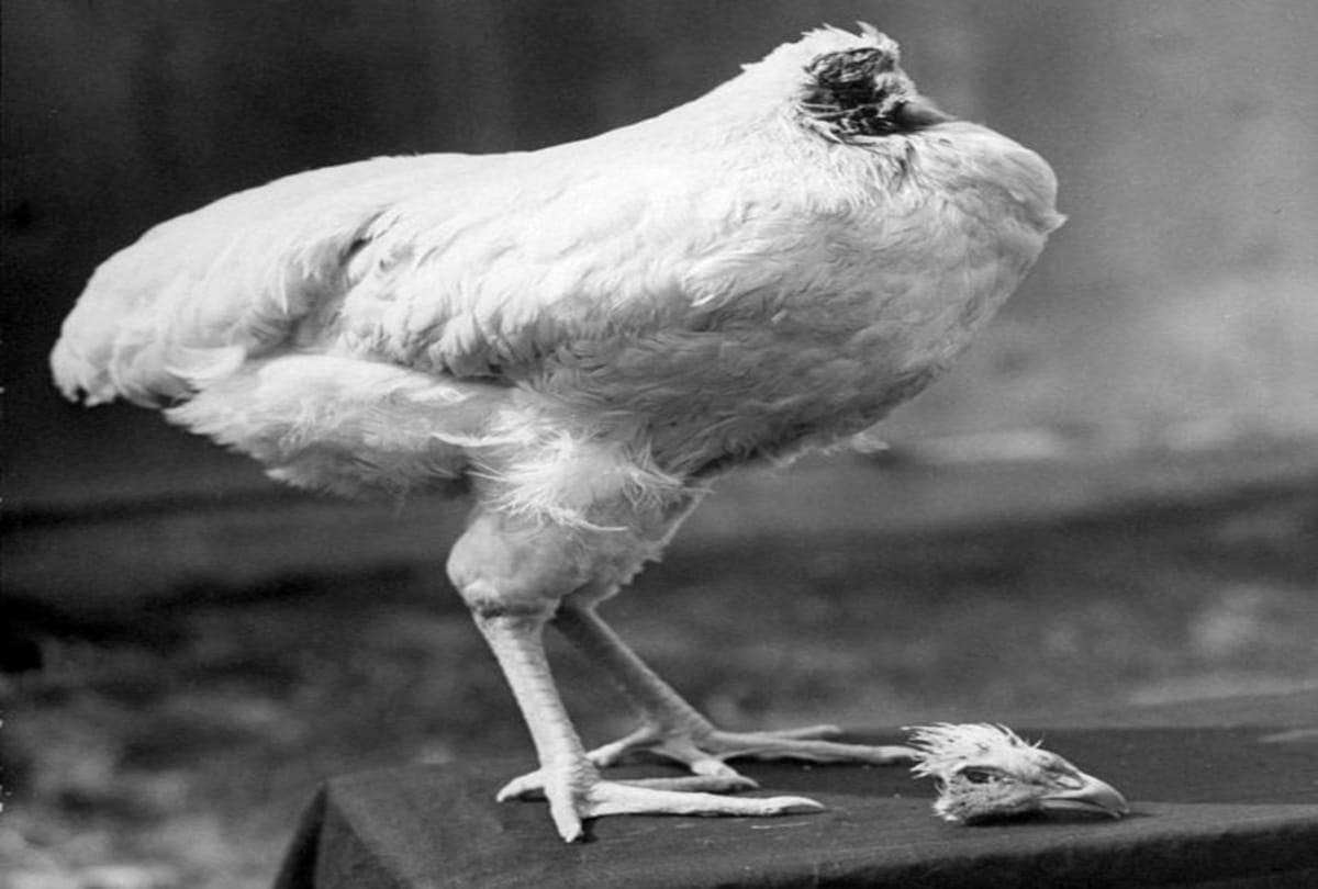 The headless chicken lived without head since one and half year