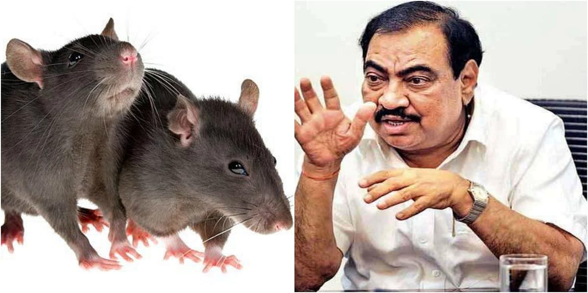 BJP leader Eknath Khadse sought an enquiry into a rat killing contract in fadnavis government