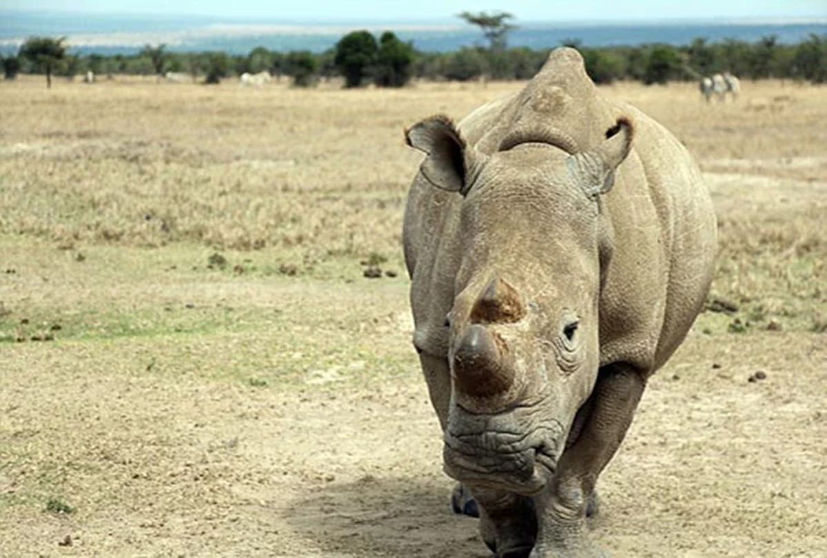 Rhino horn recovered, poacher flees custody in Assam