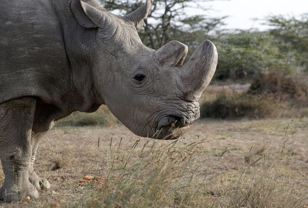 Everything you must know about world last male northern white rhino 