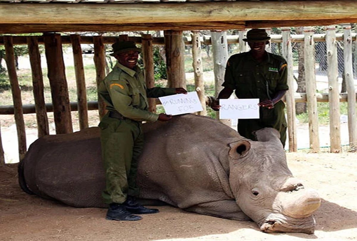 Everything you must know about world last male northern white rhino 